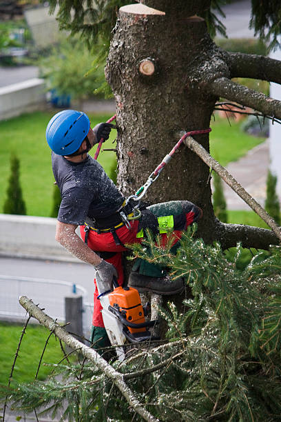 Best Stump Grinding and Removal  in Greenwood, SC